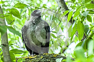 The big crow sits on a bitch among the green leaves , vigilantly watching with a black eye