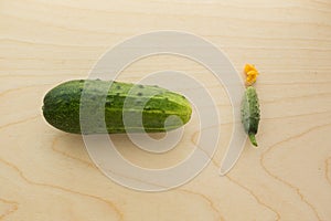 Big cucumber and gherkin with yellow flower on wood board. Fresh two whole cucumbers: one is big, second is small. Size