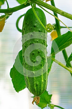 Big cucumber growing in the greenhouse