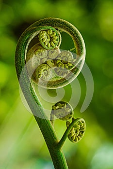 Big curly leaf of fern in forest