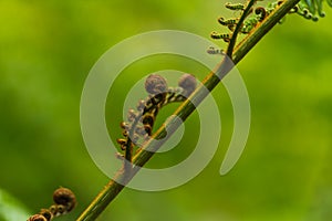 Big curly leaf of fern