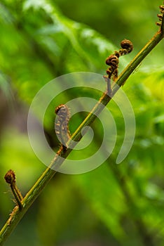 Big curly leaf of fern