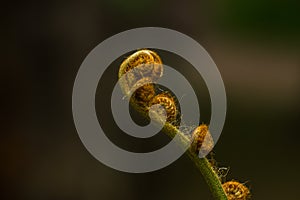 Big curly leaf of fern