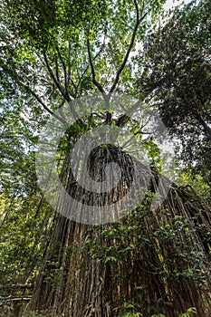 Big Curtain Fig Tree in the Rainforest of Atherton Tablelands, Yungaburra, Queensland, Australia