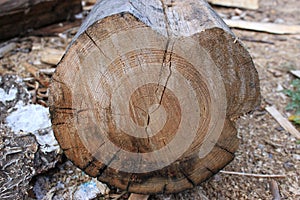 Big cut of old wood in a factory photo