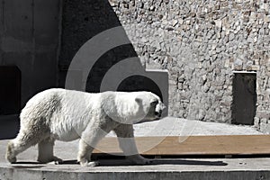 Big cute adult white bear walking in a zoo cage photo