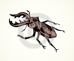 Lucanus cervus. Vector drawing photo