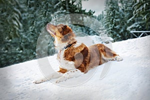 Big cute dog in winter forest lying and looking up