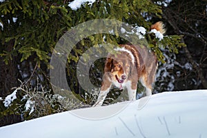 Big cute dog in winter forest near pine tree