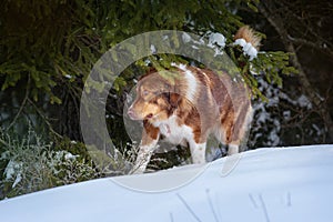 Big cute dog in winter forest near pine tree