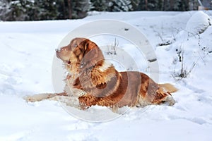 Big cute ginger dog portrait in snow