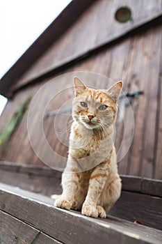 Big cute red cat looking at camera, sitting on the stairs on wooden barn background