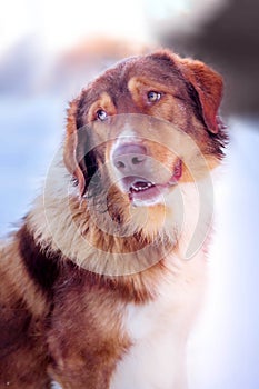 Big cute red and white dog portrait close-up