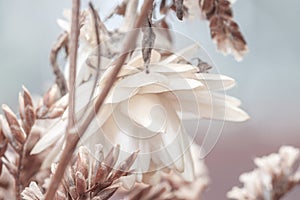 Big cute romantic lovely white dried flower with neutral cool tone and blur background macro