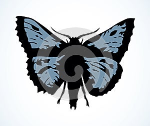 Night butterfly. Vector drawing icon