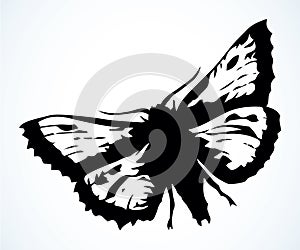 Night butterfly. Vector drawing icon