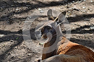 Big and cute wild red kangaroo looking