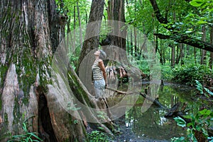 Big Cypress, Cache River State Natural Area, Illinois, USA