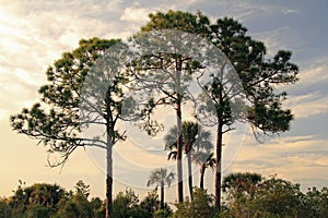 Big Cypress National Preserve