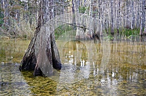 Big Cypress National Preserve photo