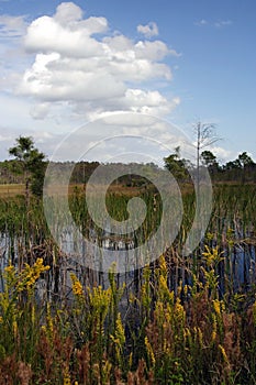 Big Cypress National Preserve