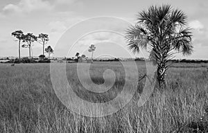 Big Cypress National Preserve