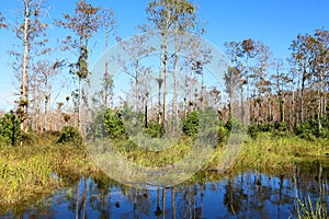 Big Cypress National Preserve