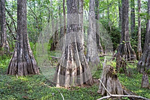 Big Cypress National Preserve Florida