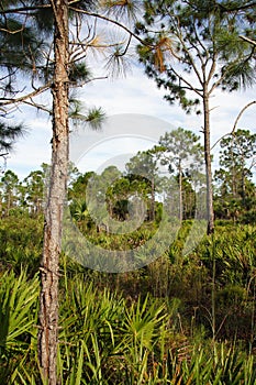 Big Cypress Pinelands