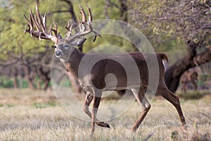 Big daddy whitetail buck