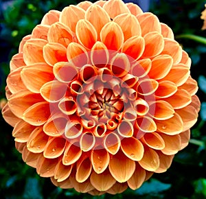 Big Dahlia