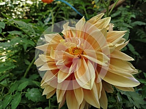 A big dahlia flower of yellow orange shade with green