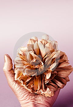 Big dahlia painted in gold on a grey background.