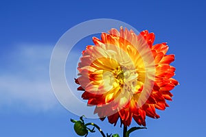 Big dahlia on sky background