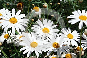 Big daisies