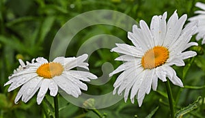 Big daisy flower with water drops on white petals after rain on green background.