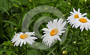 Big daisy flower with water drops on white petals after rain on green background.