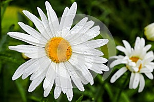Big daisy flower with water drops on white petals after rain on green background.