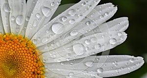 Big daisy flower with water drops on white petals after rain on green background.