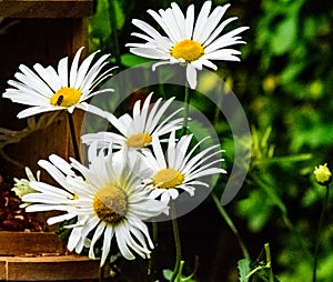 Big daisys in bloom in the spring