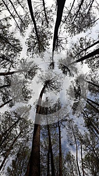 Big Dandelion