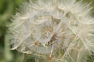 Big dandelion