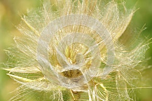 Big dandelion.