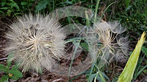 Big dandelion