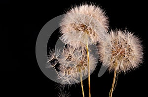 Big dandelion on black background