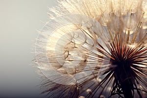 Big dandelion on a blue