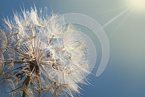 Big dandelion on a blue