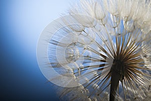 Big dandelion on a blue background