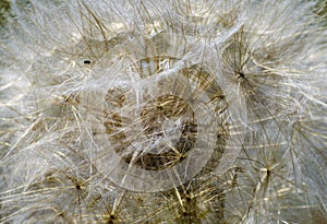 Big dandelion close-up