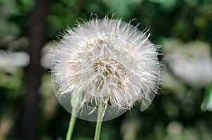 Big dandelion close-up on a background of nature. Horizontal photo in processing